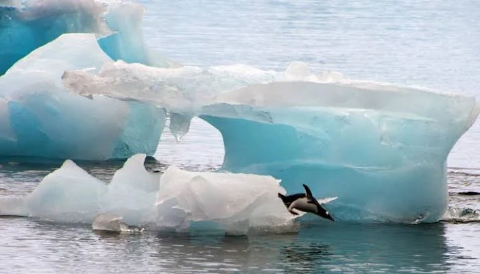 Scientists warn Antarctica’s melting ice could poison entire food chains: Here’s how